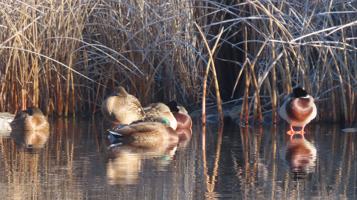 Mallard - ML645943451