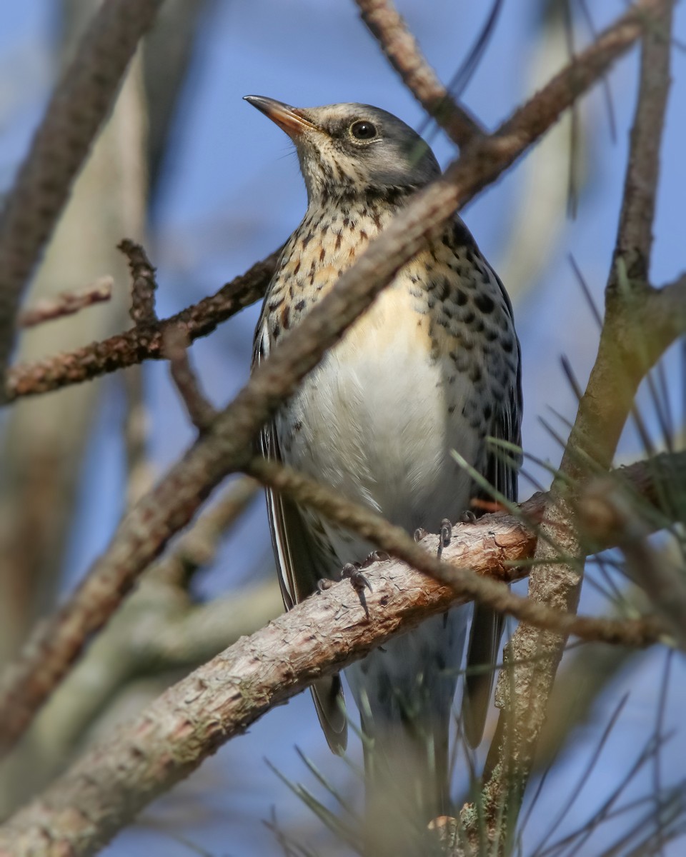 Fieldfare - ML645943456