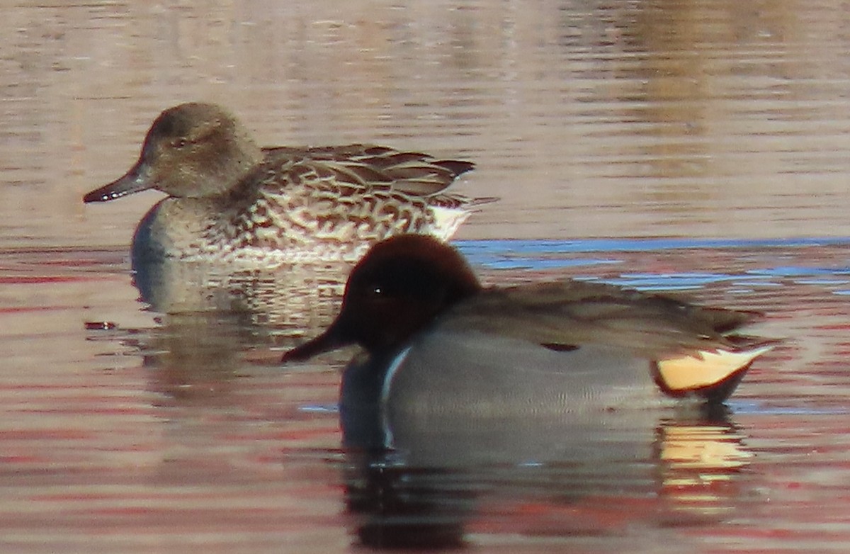 Green-winged Teal - ML645943463
