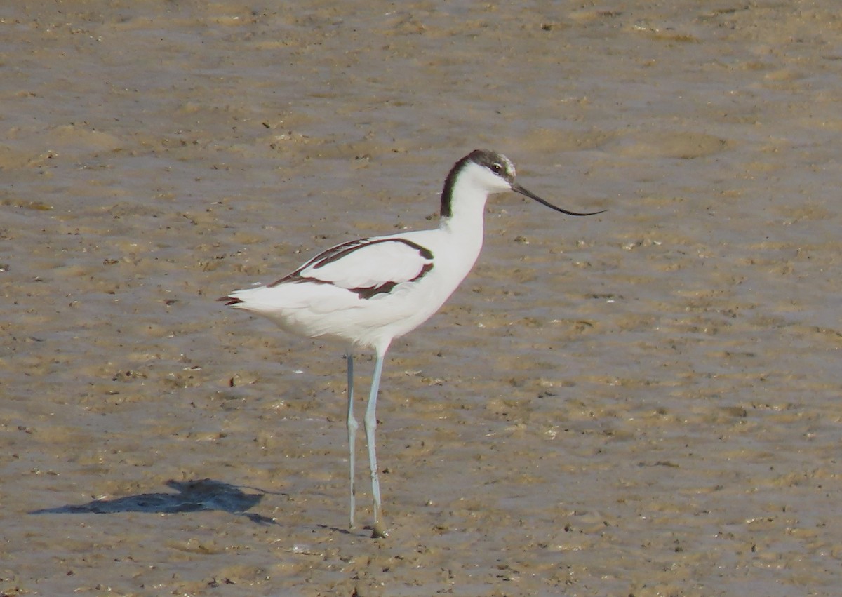 Pied Avocet - ML645943465