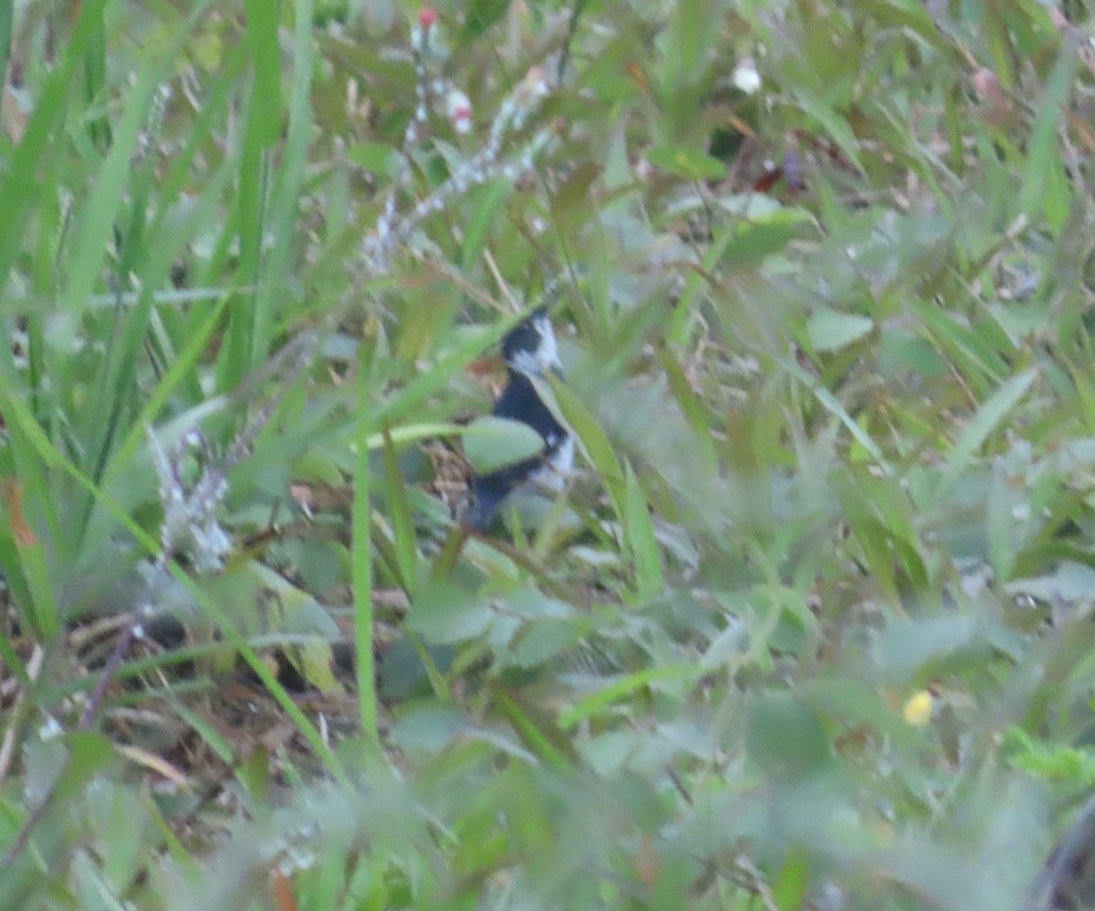 Variable Seedeater - ML645943468