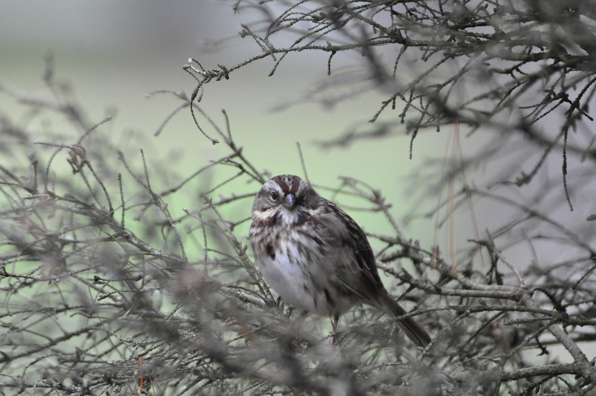 Song Sparrow - ML645943469