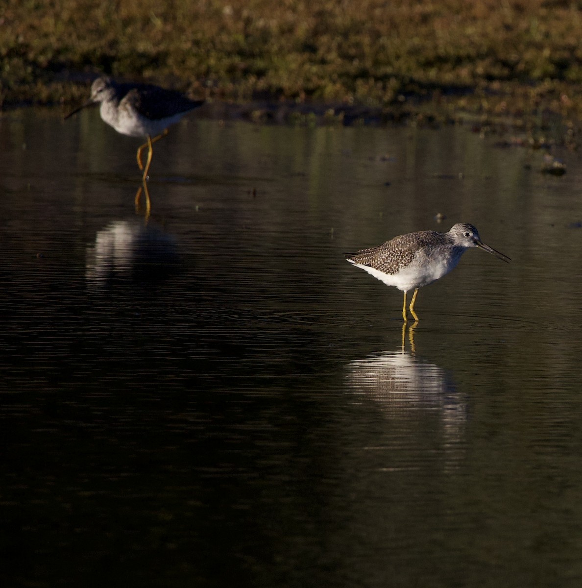Greater Yellowlegs - ML645943471