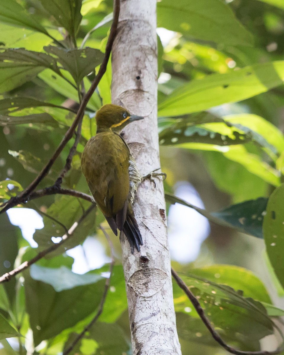 Golden-green Woodpecker - ML645943472