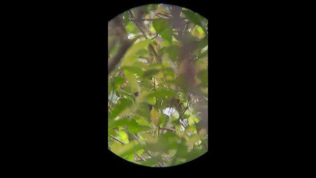 Swallow-tailed Manakin - ML645943481