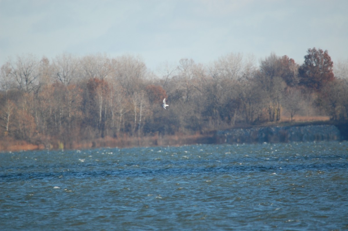 Bonaparte's Gull - ML645943487