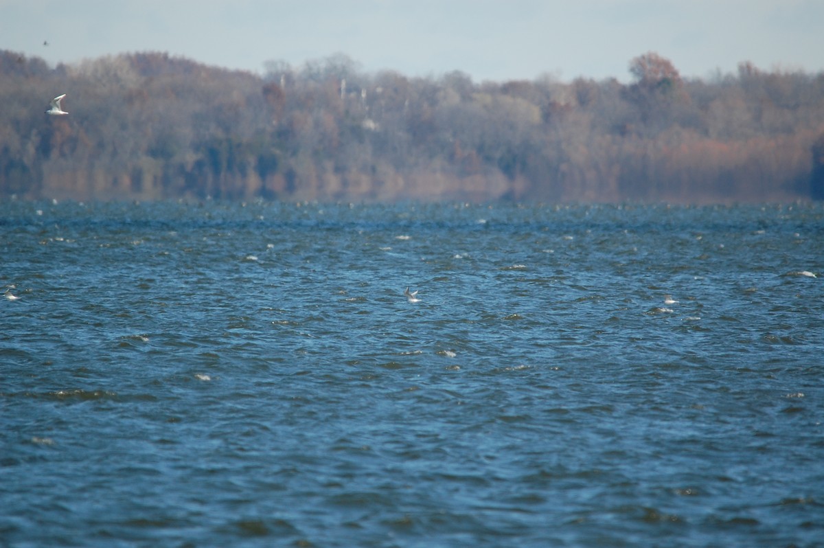Bonaparte's Gull - ML645943488