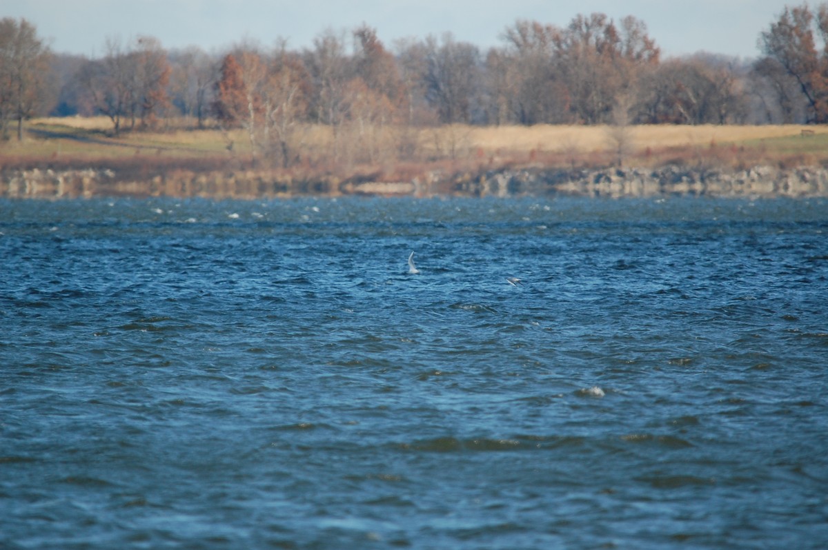 Bonaparte's Gull - ML645943489