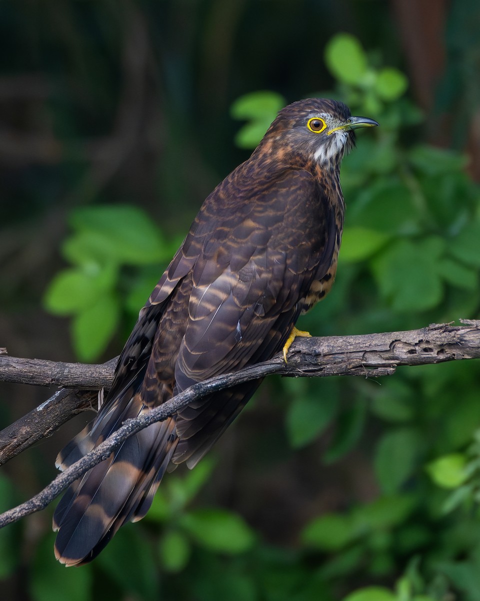 Large Hawk-Cuckoo - ML645943491