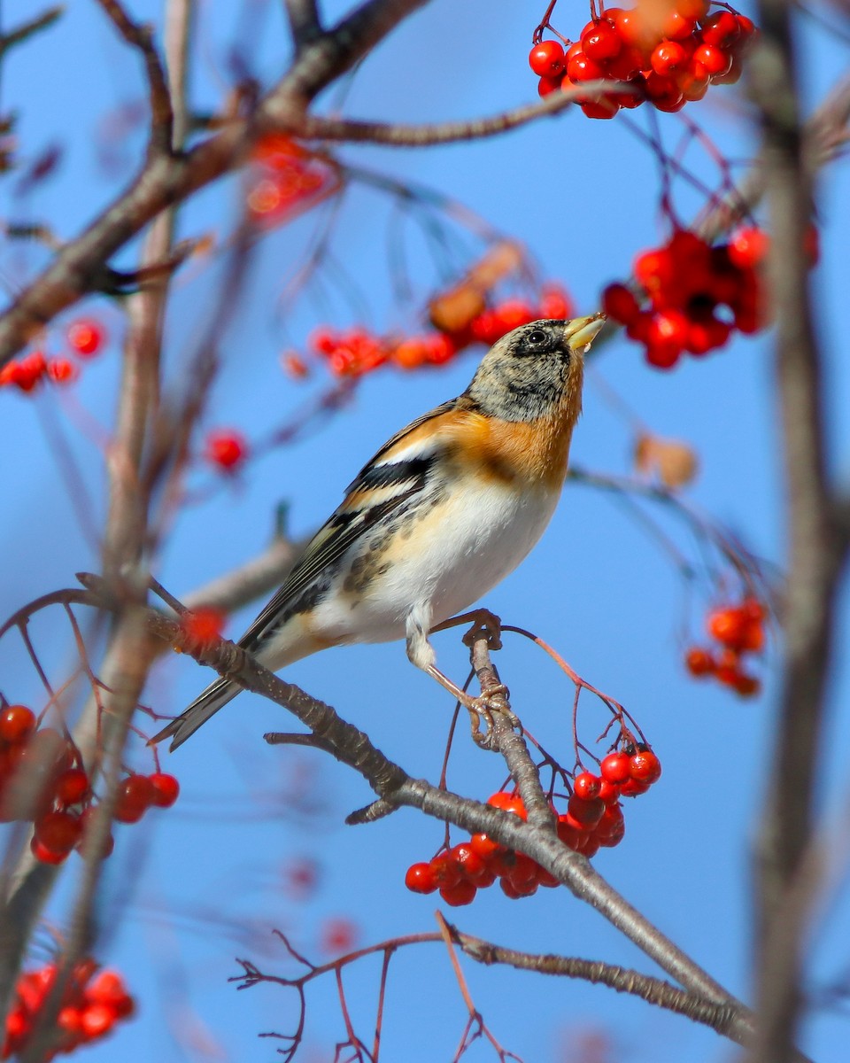Brambling - ML645943494