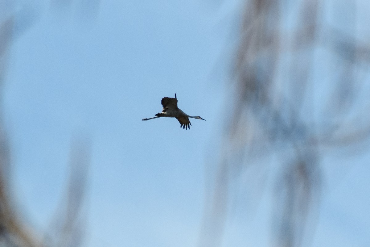 Sandhill Crane - ML645943508