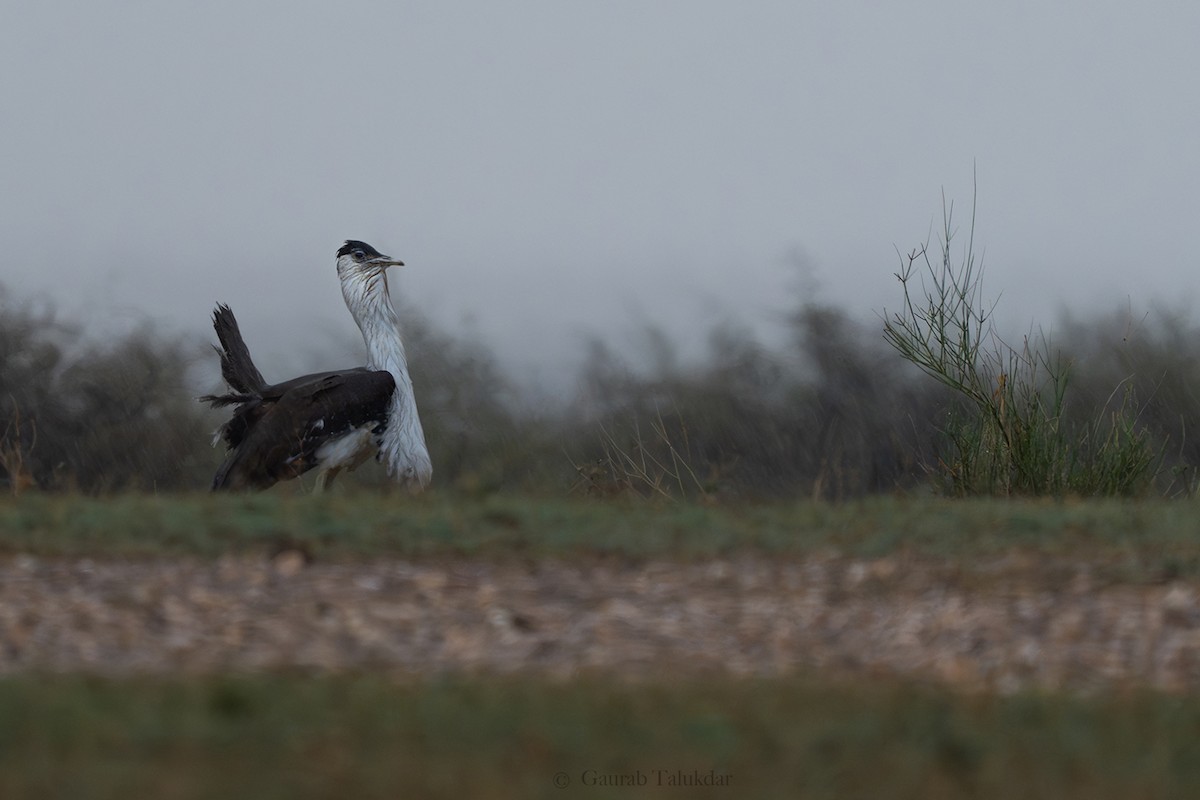 Great Indian Bustard - ML645943528