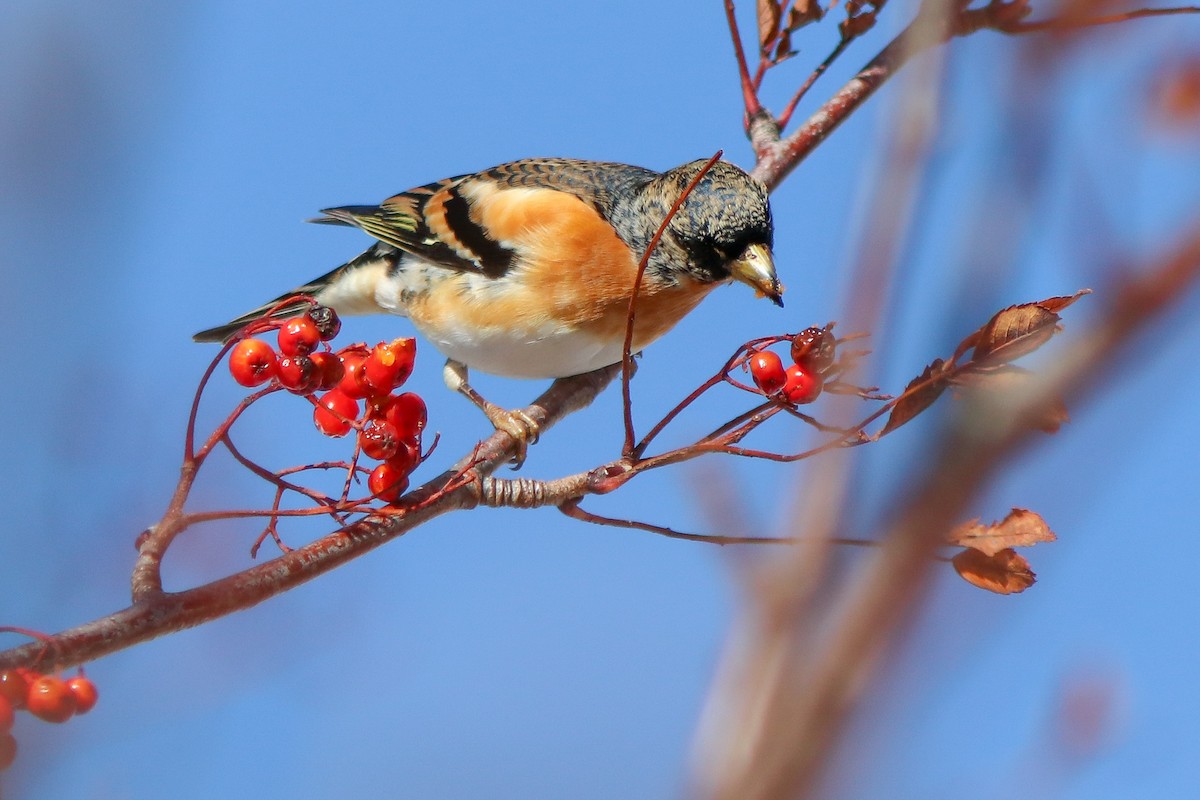 Brambling - ML645943534
