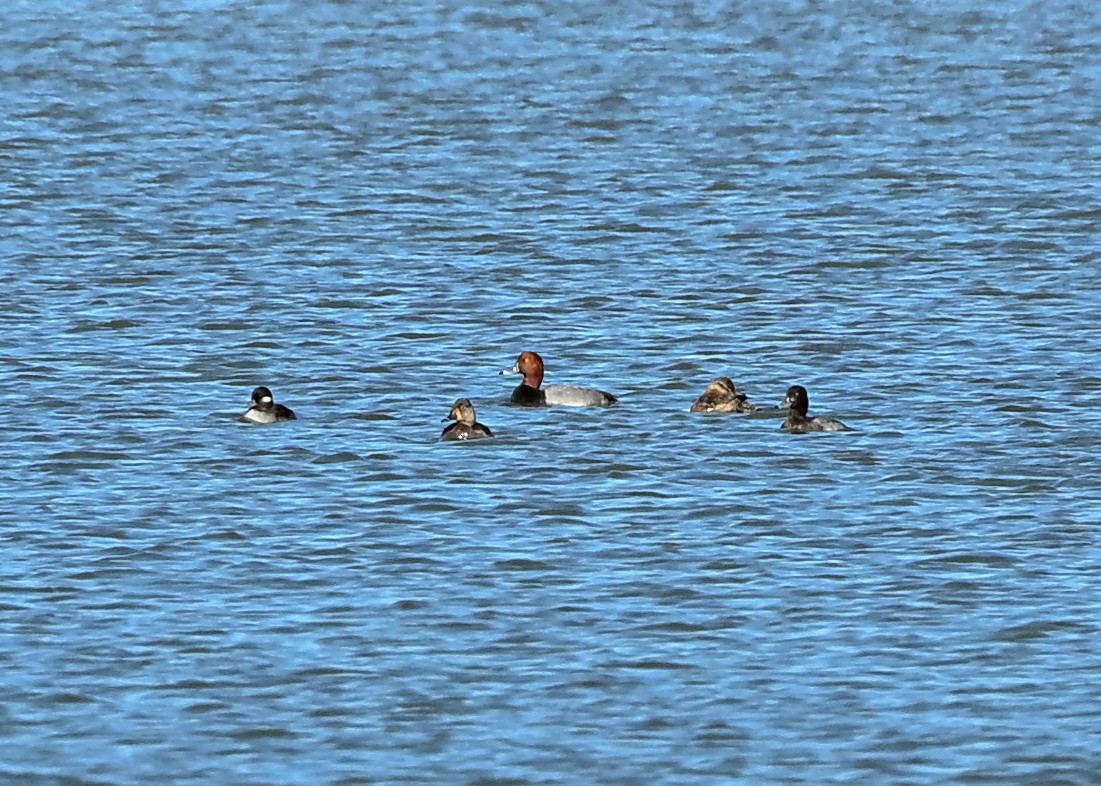 Redhead - ML645943538