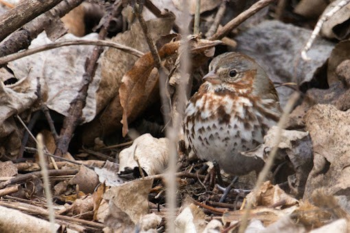 strnadec kaštanový - ML645943542