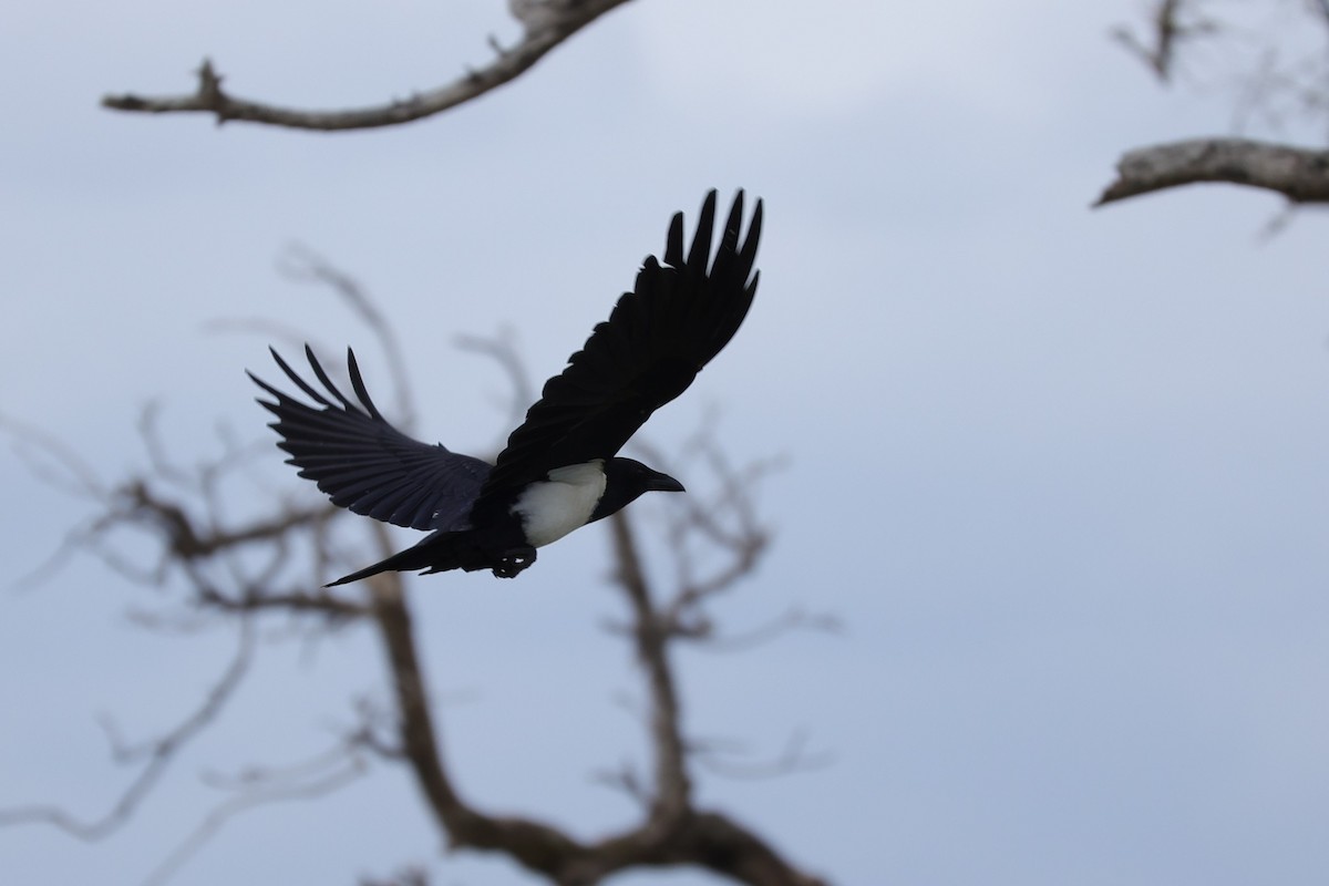 Pied Crow - ML645943543
