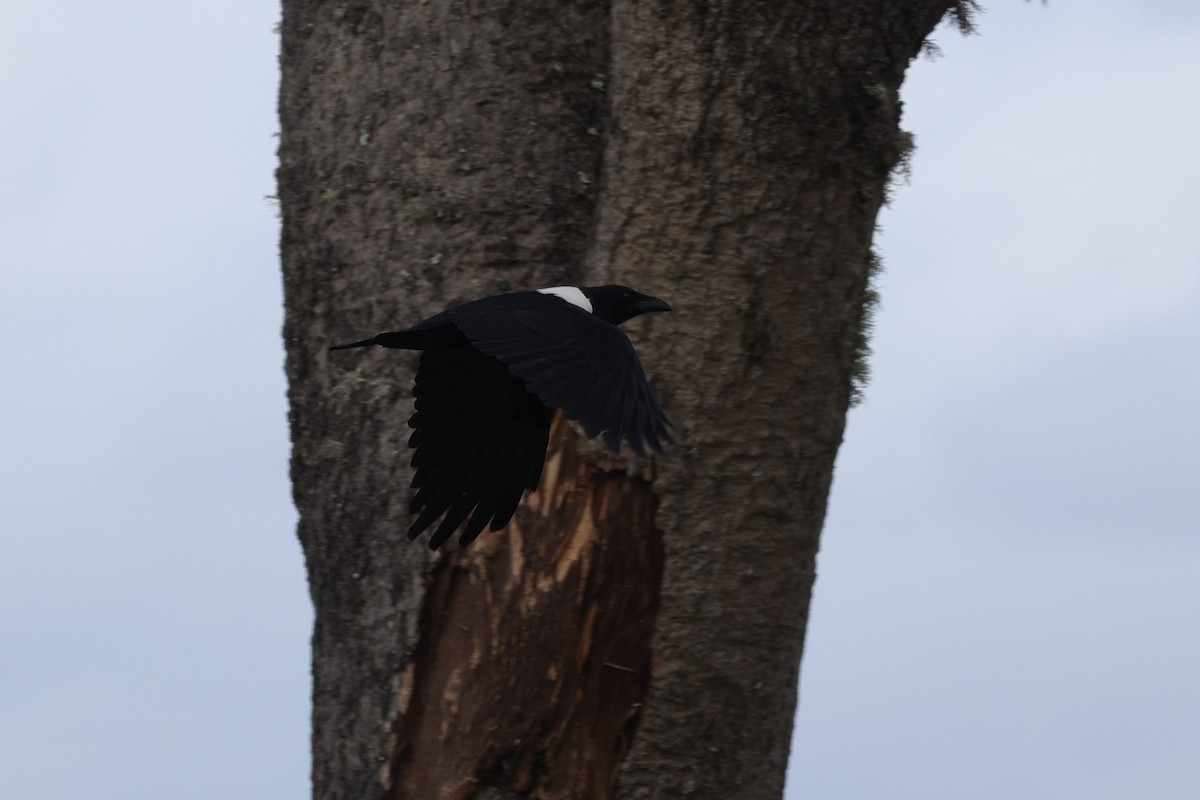 Pied Crow - ML645943544