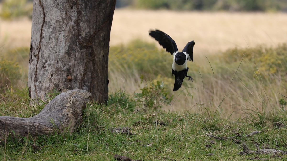 Pied Crow - ML645943545