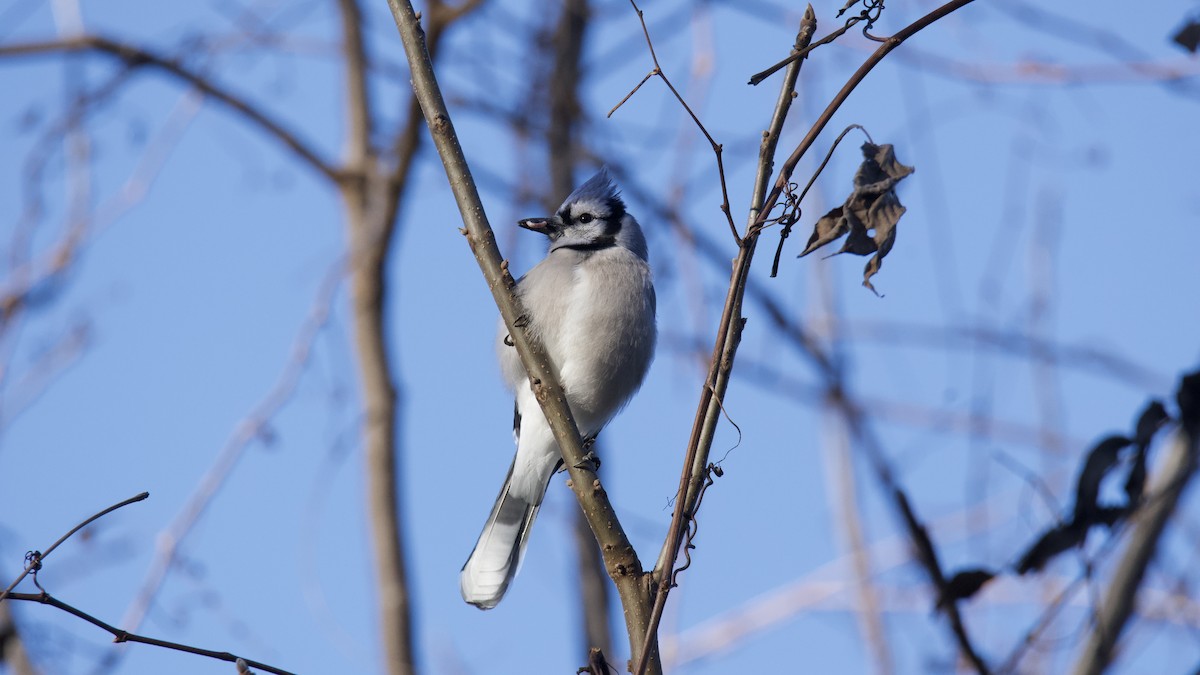 Blue Jay - ML645943547