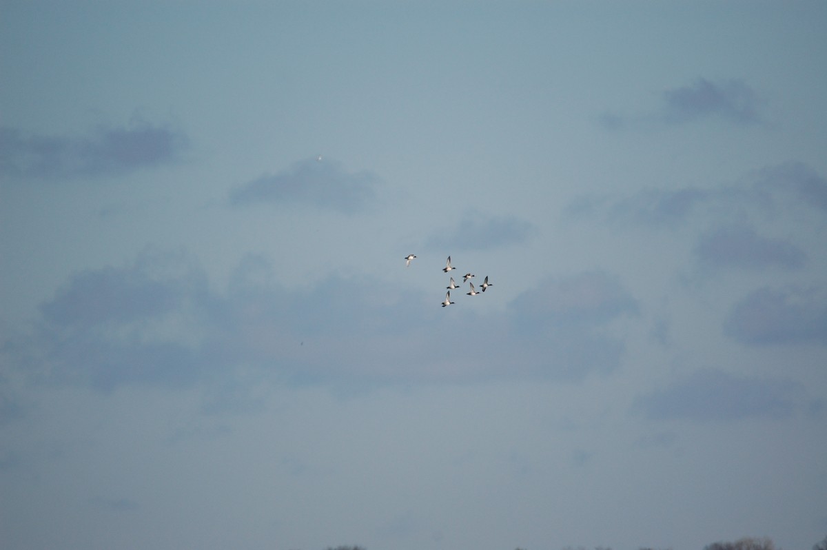 Lesser Scaup - ML645943549