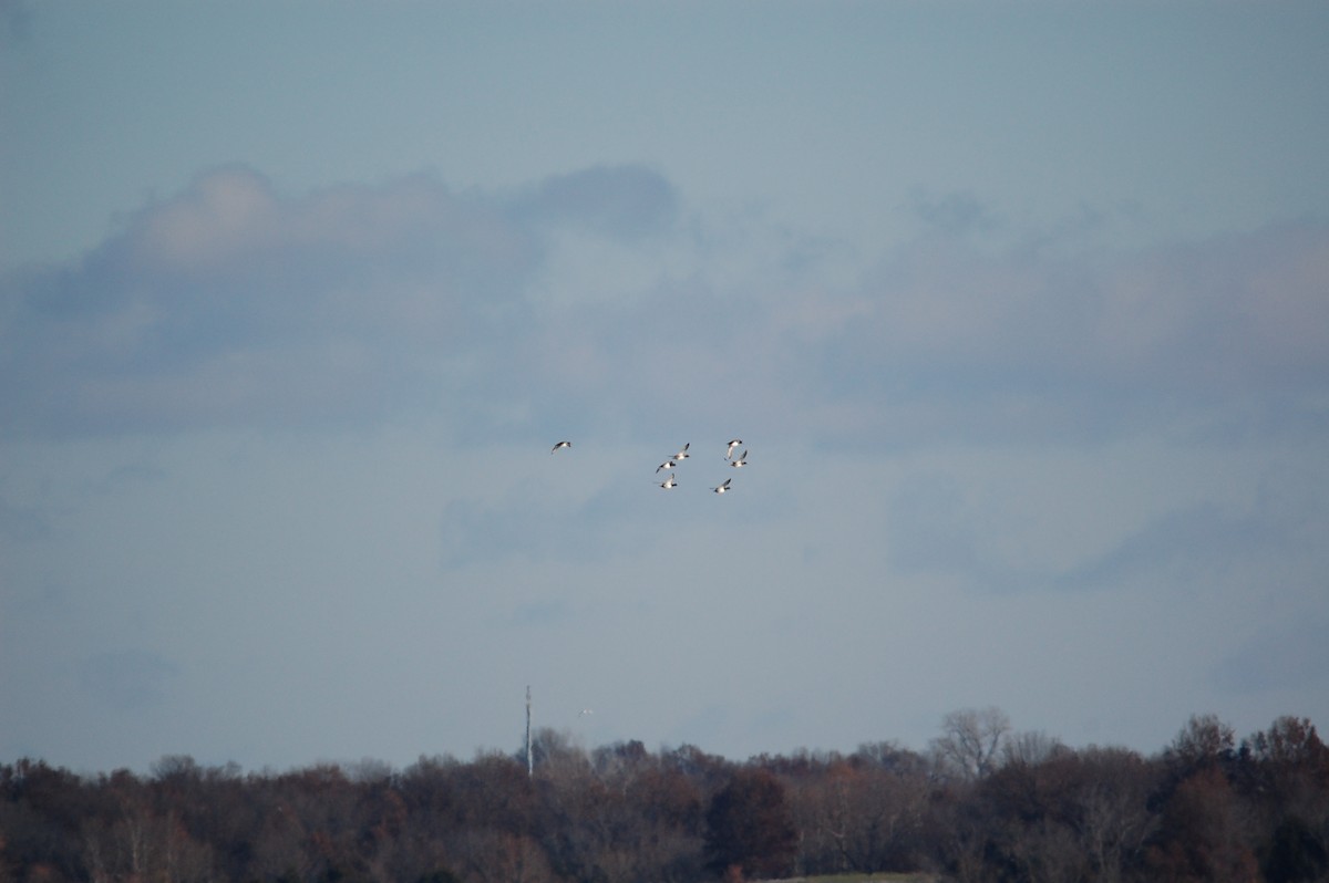Lesser Scaup - ML645943550