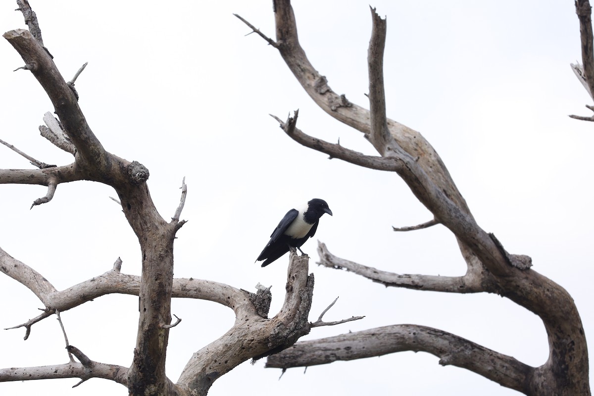 Pied Crow - ML645943551