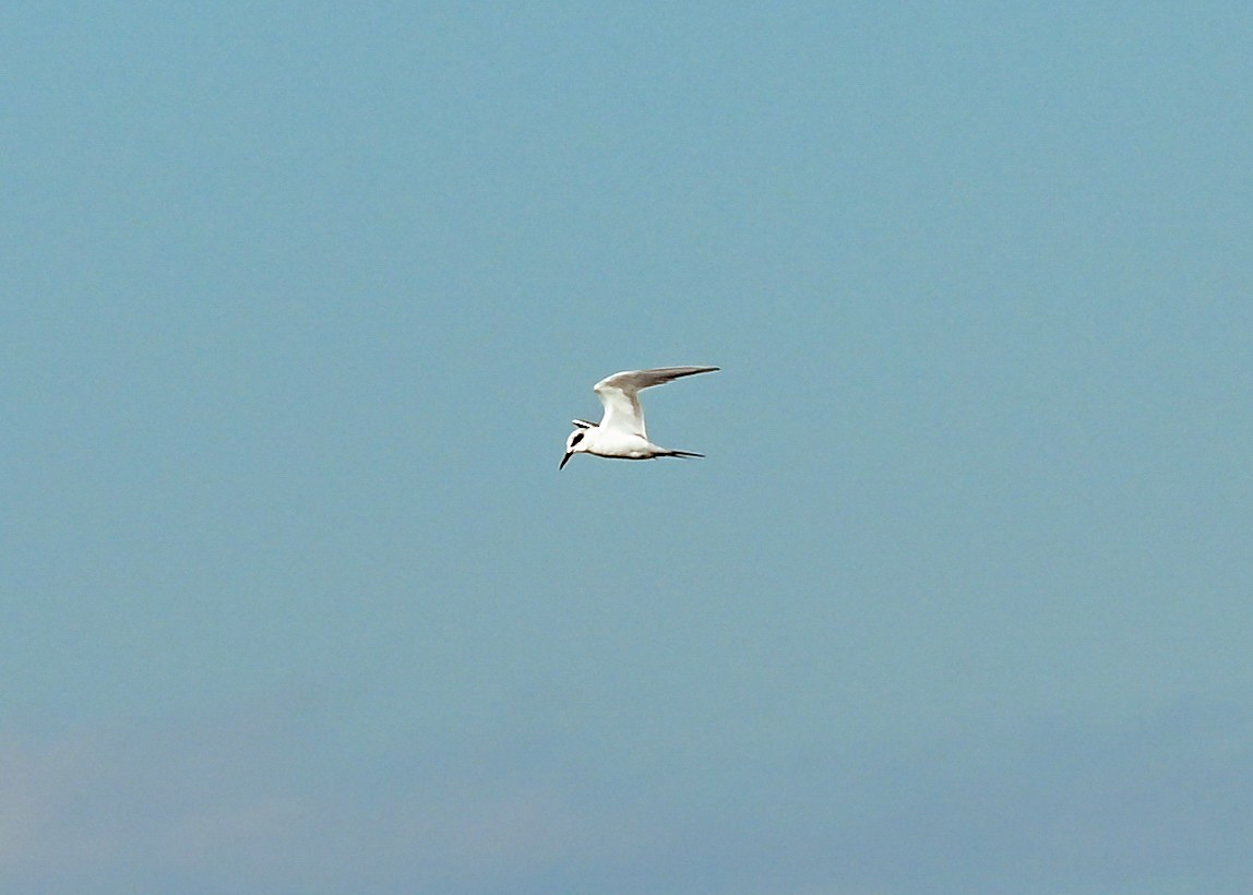 Forster's Tern - ML645943552