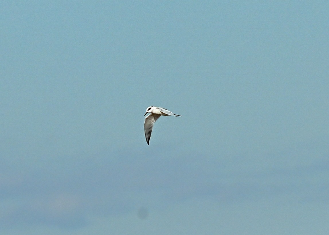 Forster's Tern - ML645943553