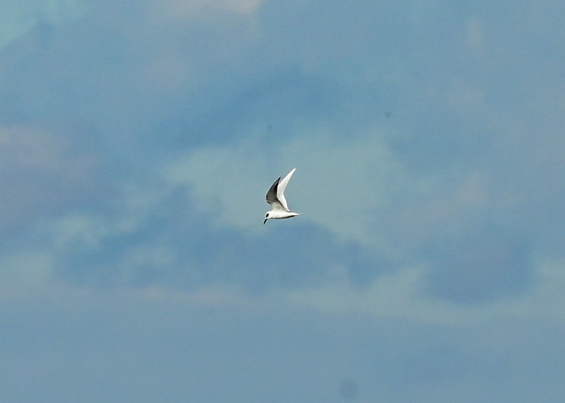 Forster's Tern - ML645943554