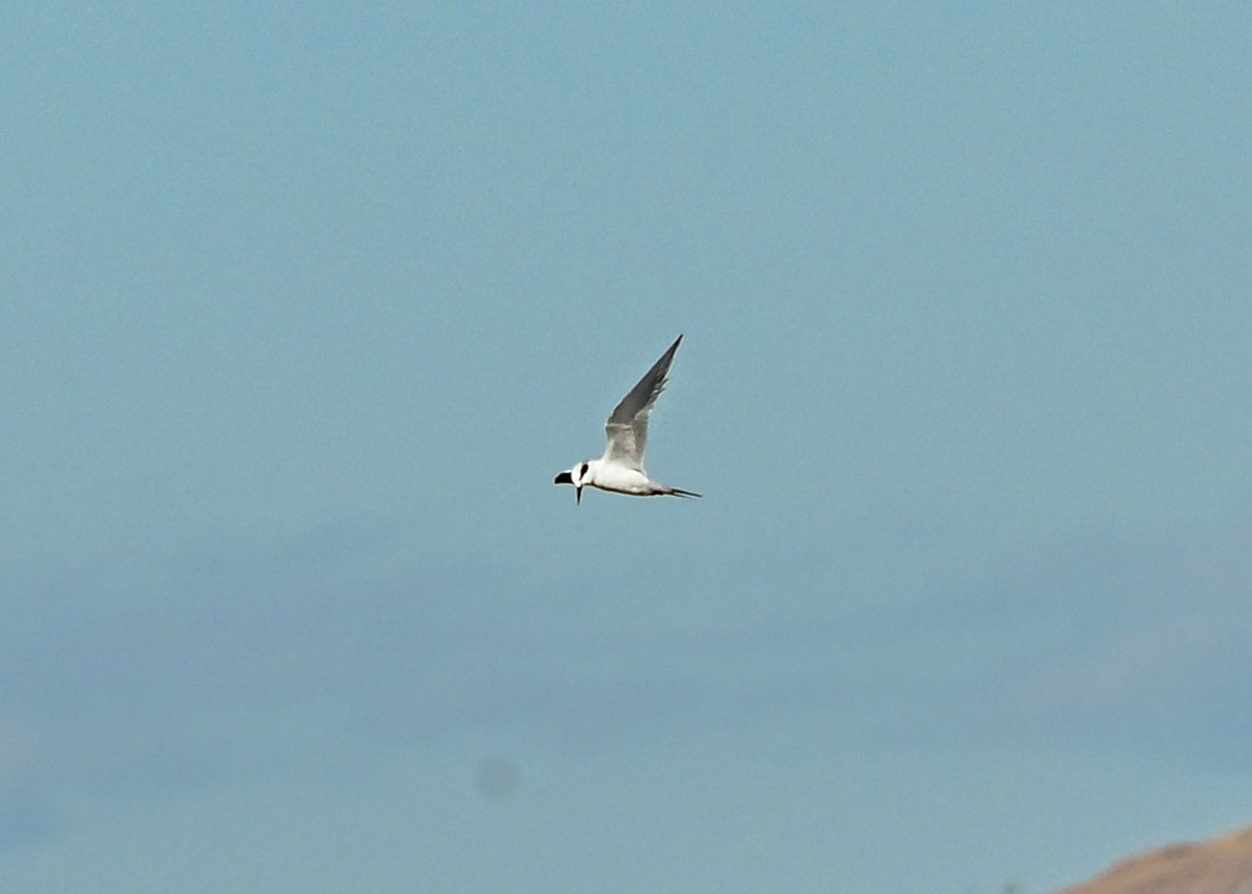 Forster's Tern - ML645943555