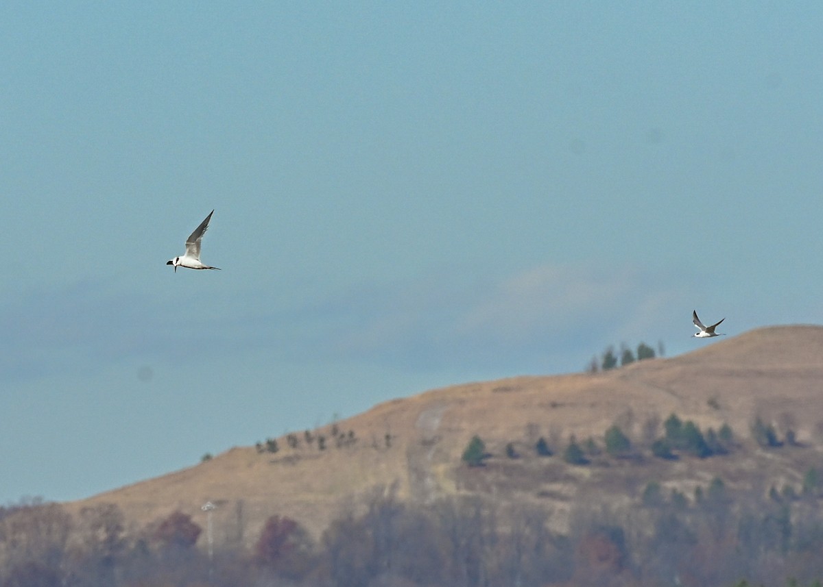 Forster's Tern - ML645943556