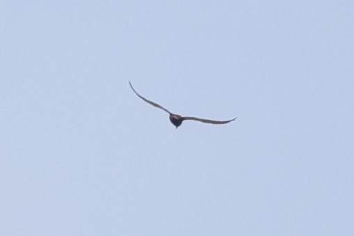 diurnal raptor sp. - ML645943559