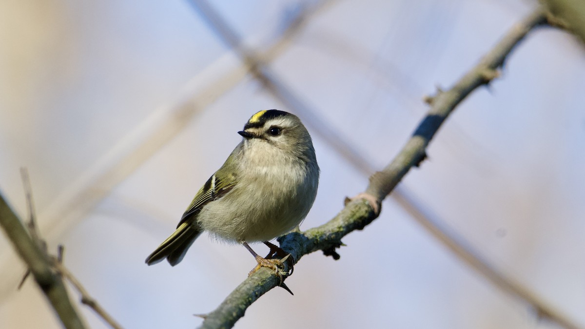 Erregetxo amerikarra - ML645943563