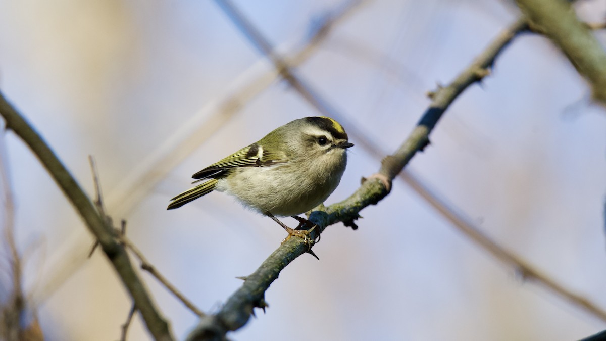 Erregetxo amerikarra - ML645943564