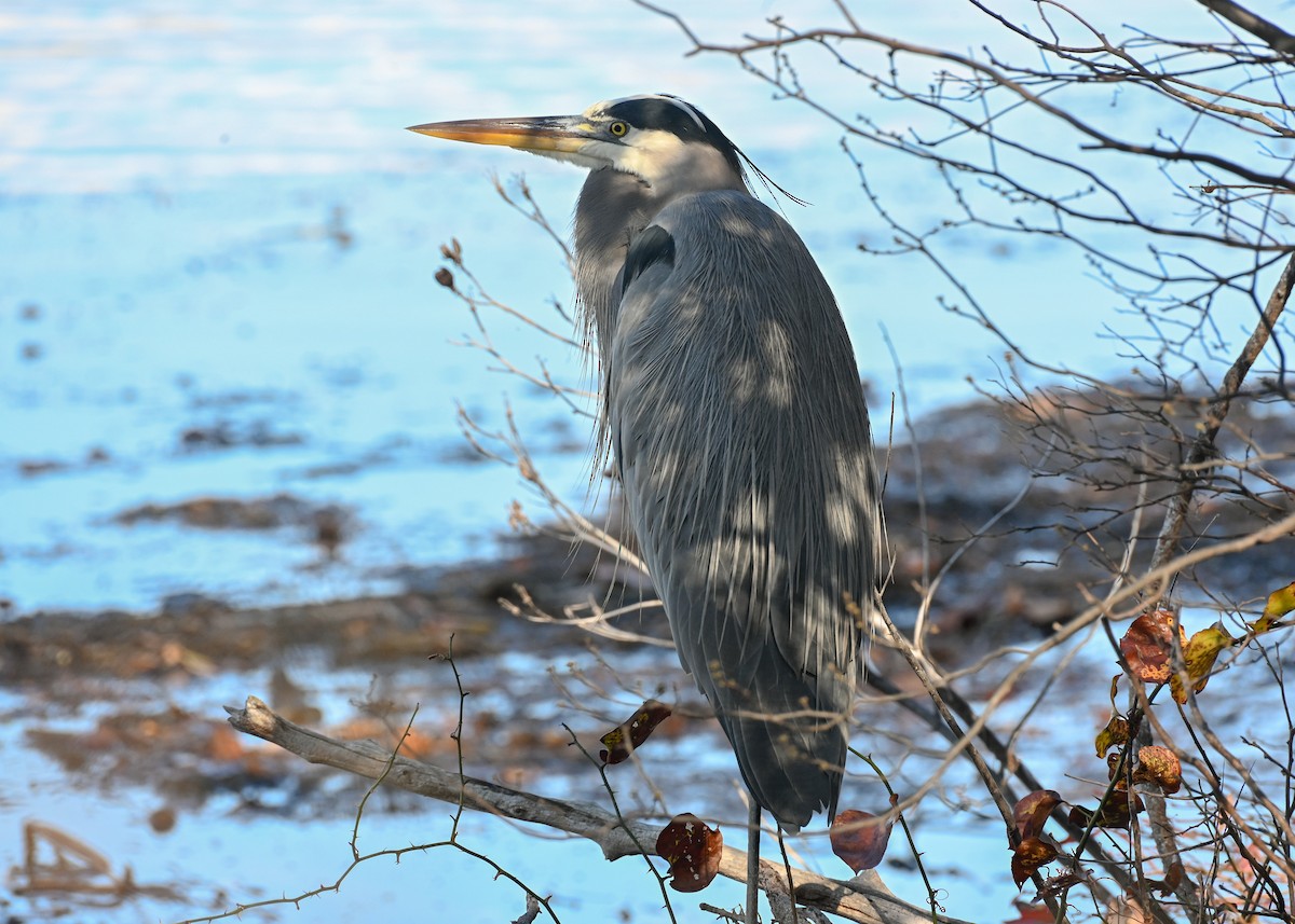 Great Blue Heron - ML645943565