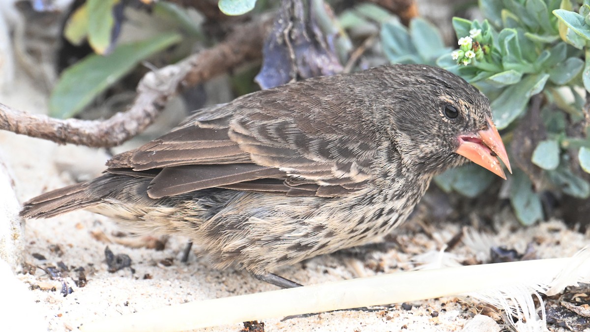 Genovesa Cactus-Finch - ML645943567