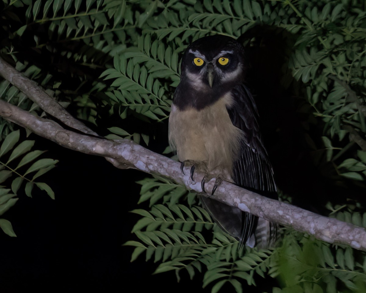 Spectacled Owl - ML645943568