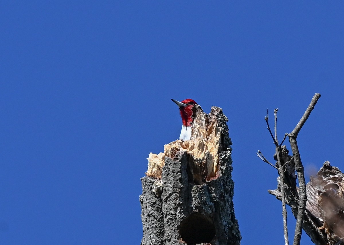 Red-headed Woodpecker - ML645943569