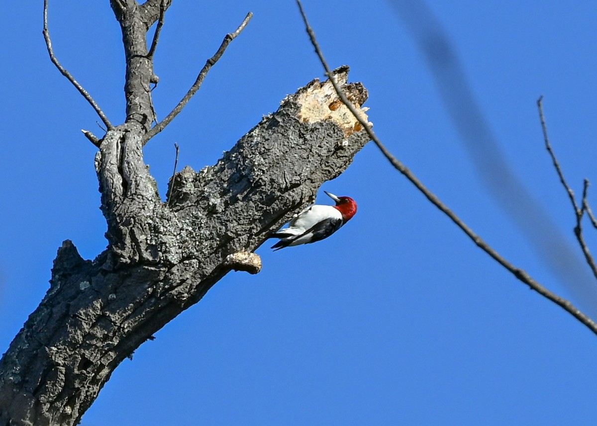 Red-headed Woodpecker - ML645943570
