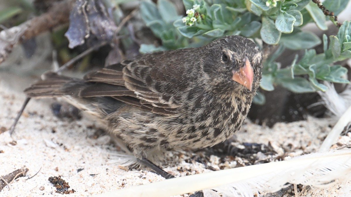 Genovesa Cactus-Finch - ML645943573