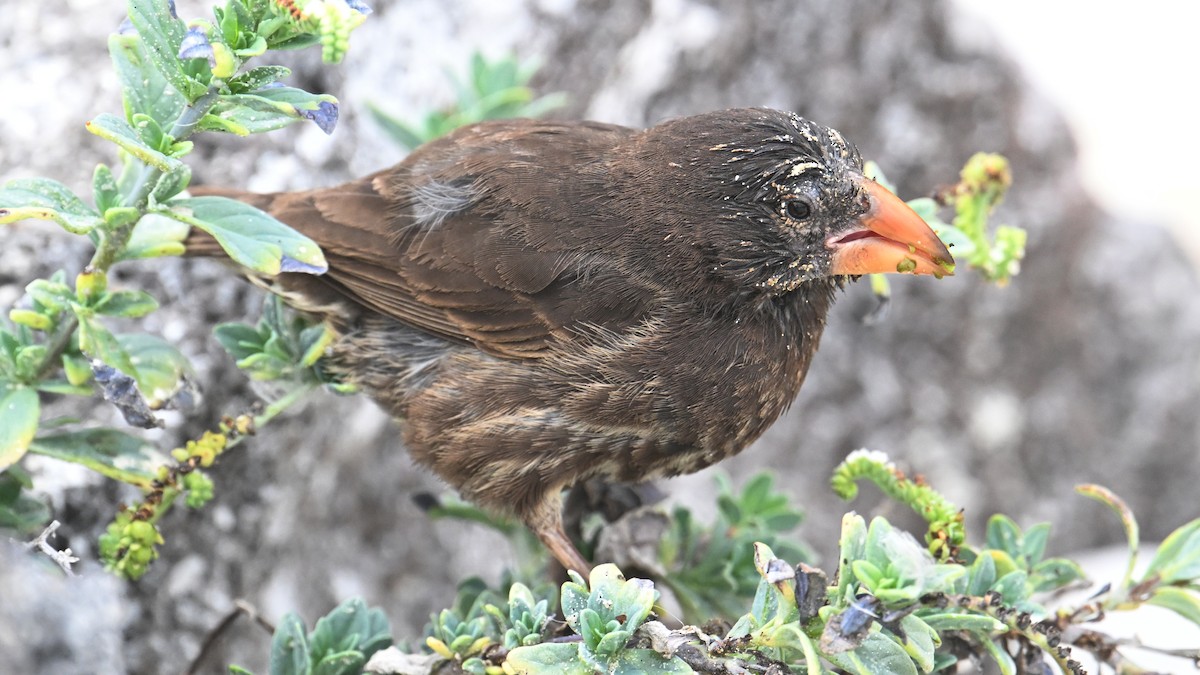 Genovesa Cactus-Finch - ML645943575