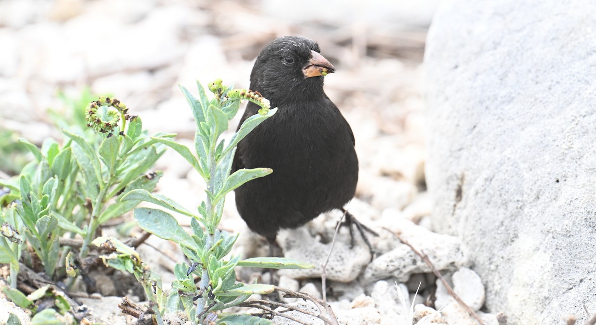Genovesa Cactus-Finch - ML645943580