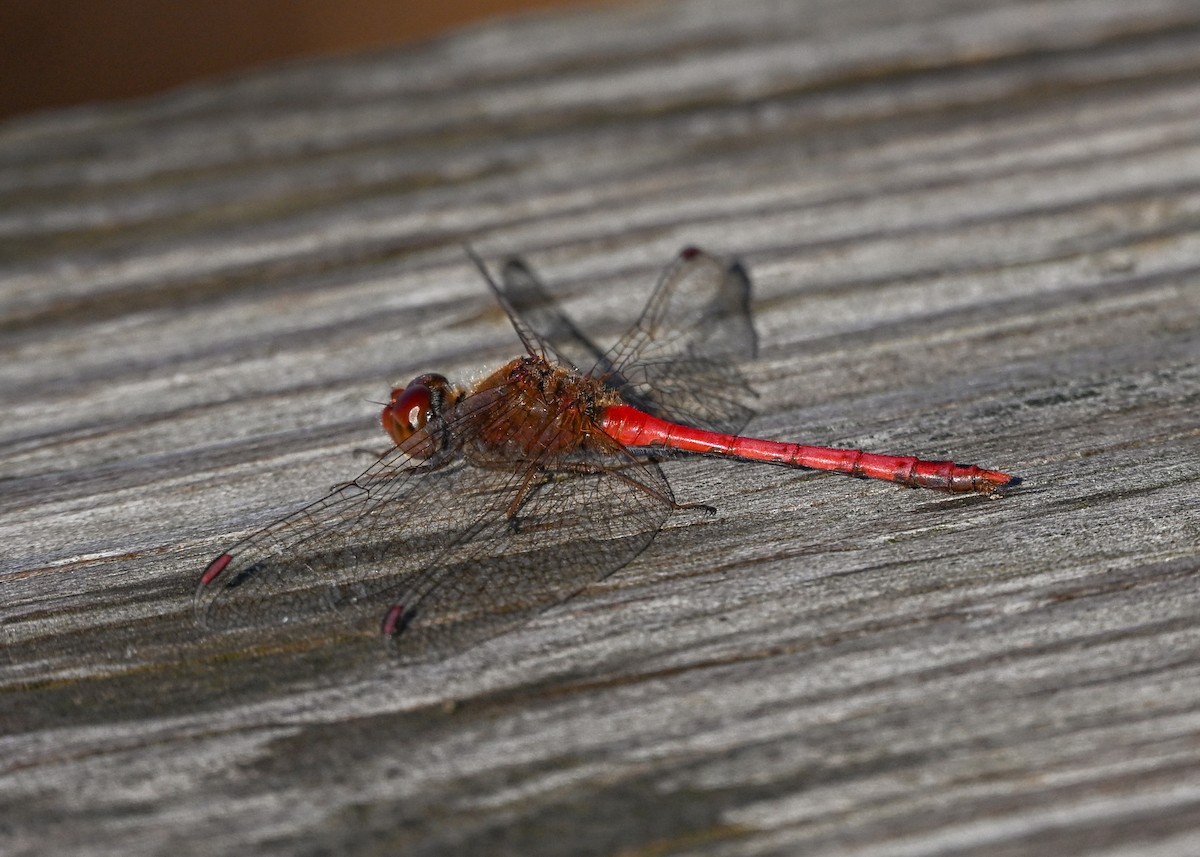 Autumn Meadowhawk - ML645943582