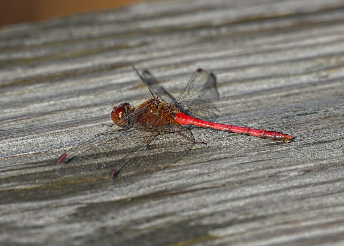Autumn Meadowhawk - ML645943583