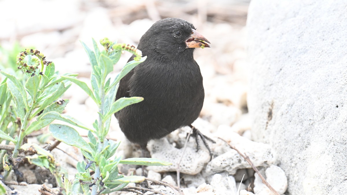 Genovesa Cactus-Finch - ML645943586