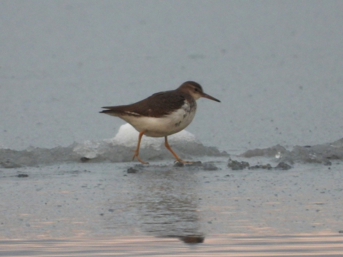 Spotted Sandpiper - ML645943587
