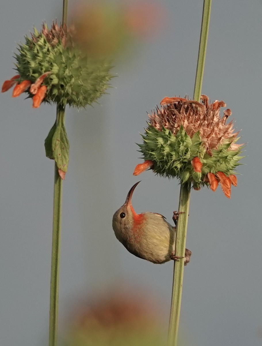 Crimson Sunbird - ML645943589