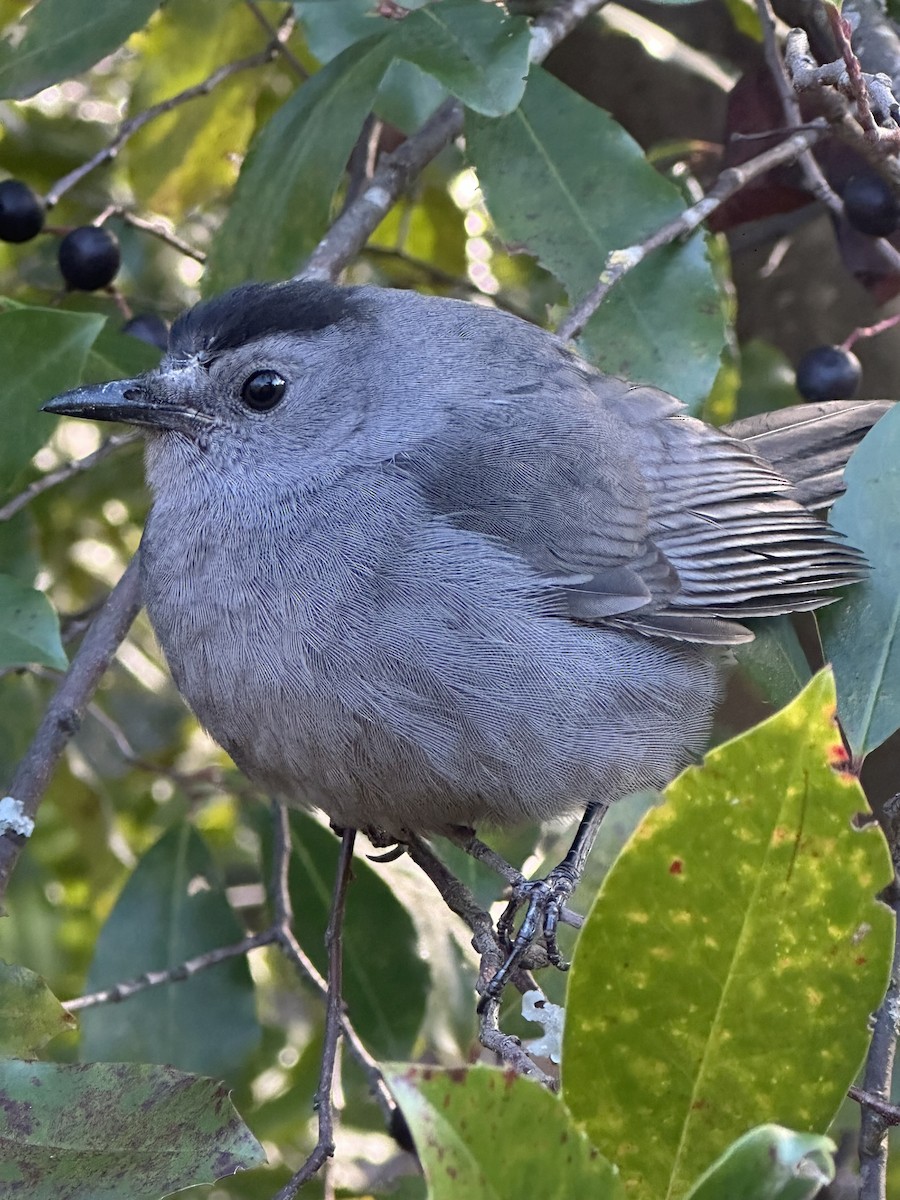 Miaulari grisa - ML645943594