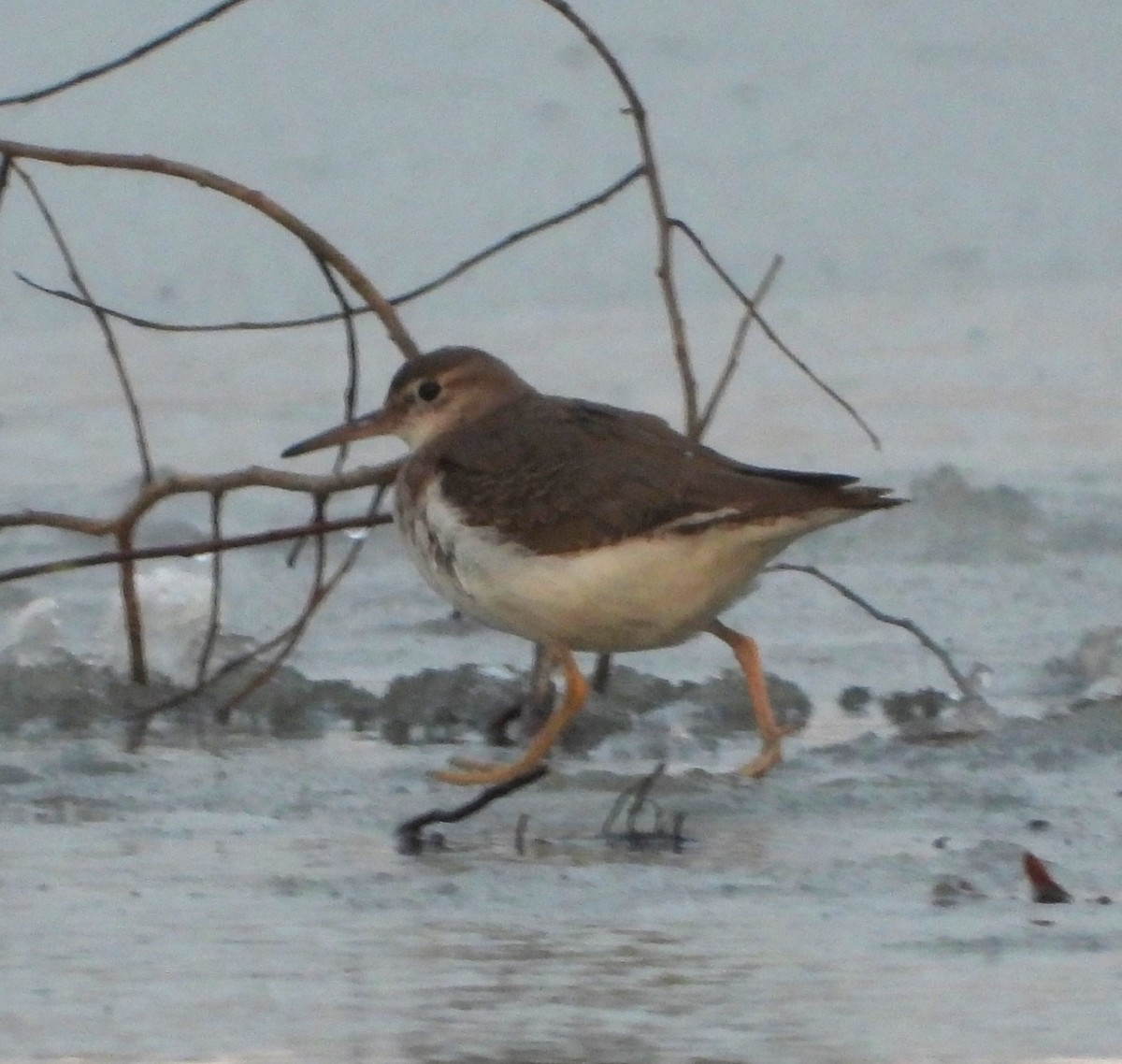 Spotted Sandpiper - ML645943596