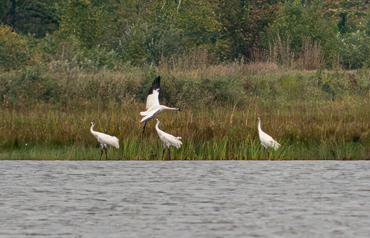 Kurrilo zuria - ML645943606